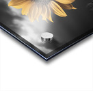 Helianthus Paradoxus - Sunflower Portrait Art Prints Acrylic print