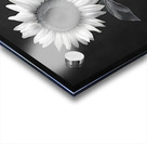 Sunflower Selfie 6 - Sunflower Portrait Art Prints Acrylic print