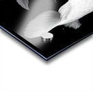 Purachina Ogon No Ketto プラチナ黄金の血統 - Platinum Ogon Bloodline - Japanese Koi Art Prints Acrylic print