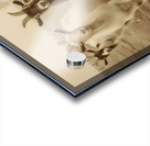 Curious Goats at the Fence – Farmhouse Animal Art Print Acrylic print