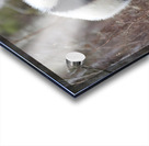 Panda Kin - Wildlife Companions Print Acrylic print