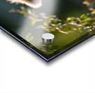 Forest Acrobat – Red Panda Print Acrylic print