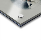 Curious Penguin – Black and White Penguin Portrait Acrylic print