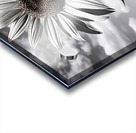 Skyward – Monochrome Sunflower Landscape Print Acrylic print