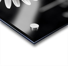 Light & Form – Black and White Daisy Print Acrylic print