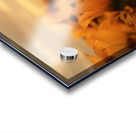 Golden Haze – Radiant Sunflower Morning Print Acrylic print