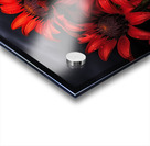 Crimson Daisies – Bold Botanical Statement Print Acrylic print