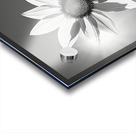 SPF - Sunlit Sunflower Monochrome Art Print Acrylic print