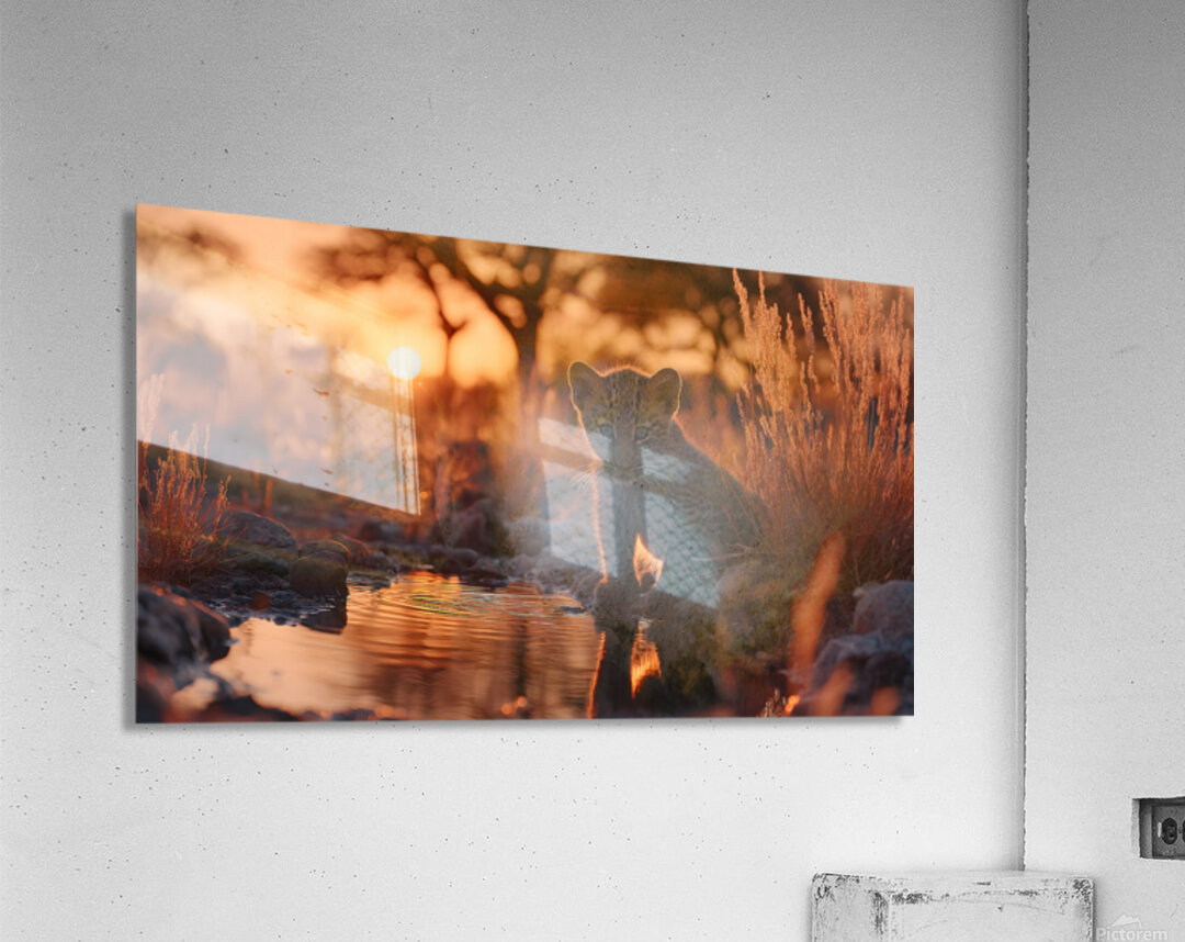 The Gaze – Wildlife Portrait Art Print Acrylic Print