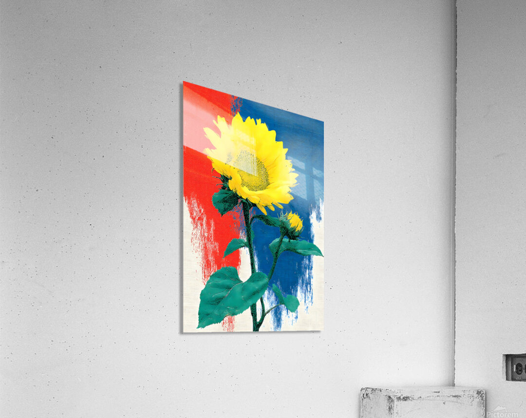 Sunflower Pop – Bold Red White  Blue Poster Print Acrylic Print