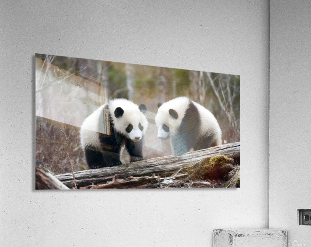 Panda Kin - Wildlife Companions Print Acrylic Print