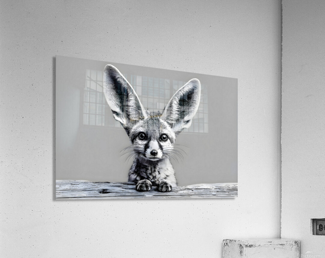 Loud and Clear – Fennec Fox Portrait Print Acrylic Print