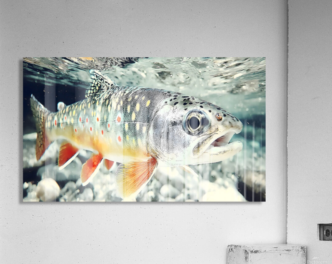 Into the Current – Trout Print Acrylic Print