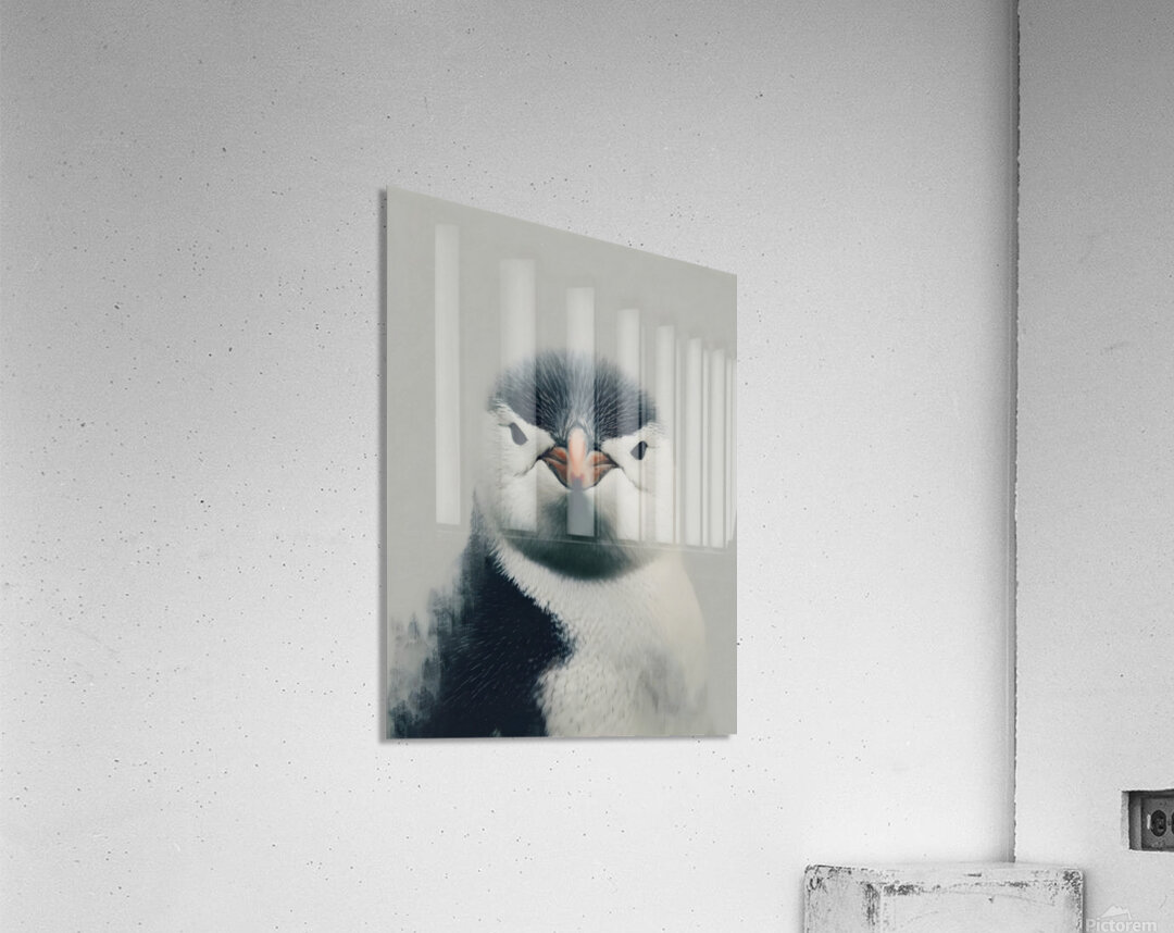 Curious Penguin – Black and White Penguin Portrait Acrylic Print