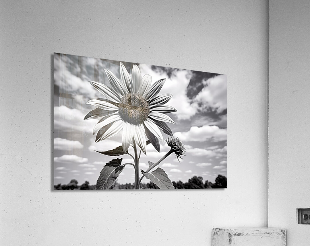 Skyward – Monochrome Sunflower Landscape Print Acrylic Print
