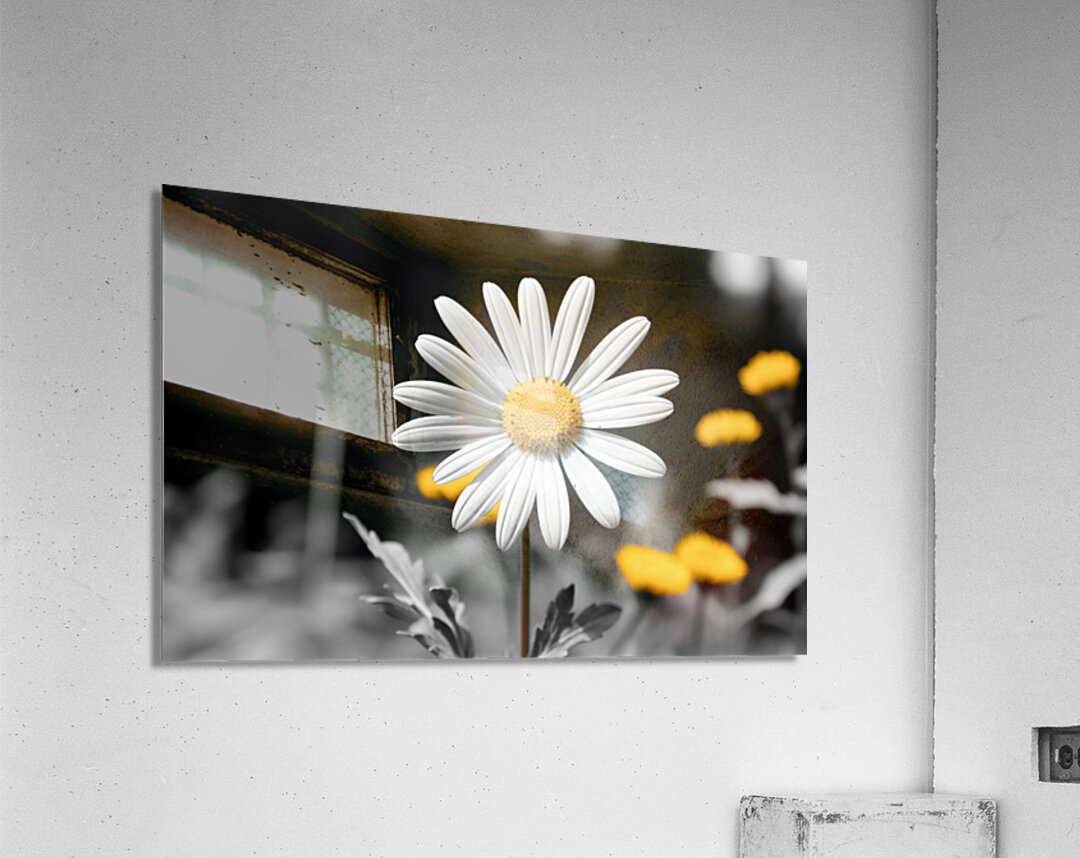 Light & Form – Black and White Daisy Print Acrylic Print