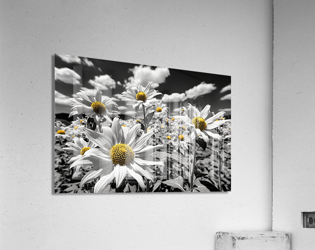 Whispers of Light – Monochrome Daisy Field Print Acrylic Print