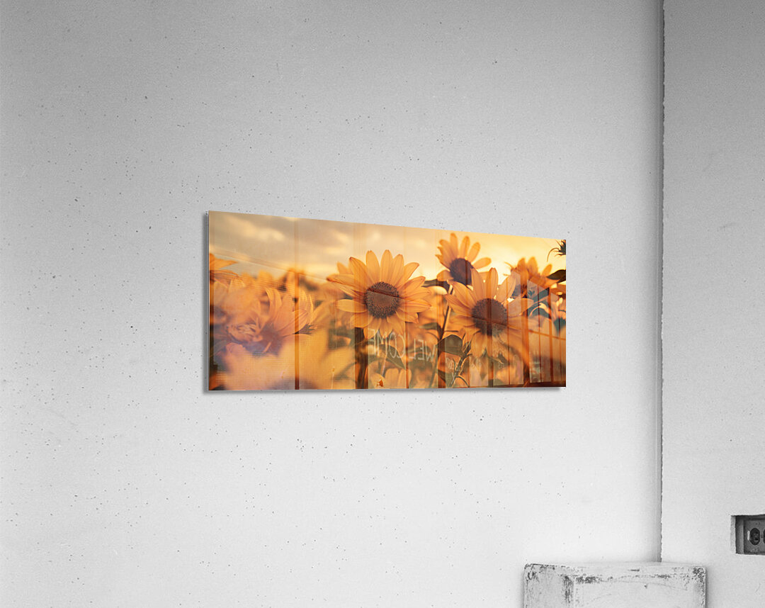 Golden Haze – Radiant Sunflower Morning Print Acrylic Print