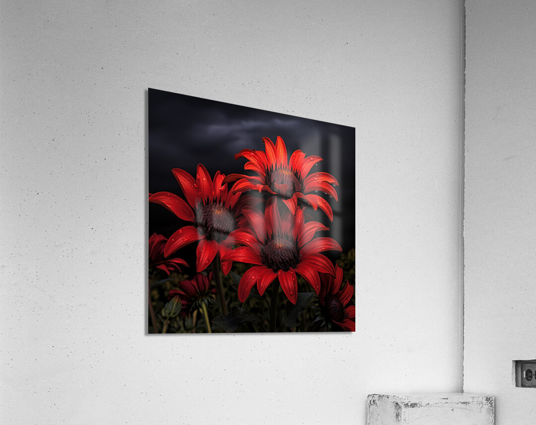 Crimson Daisies – Bold Botanical Statement Print Acrylic Print