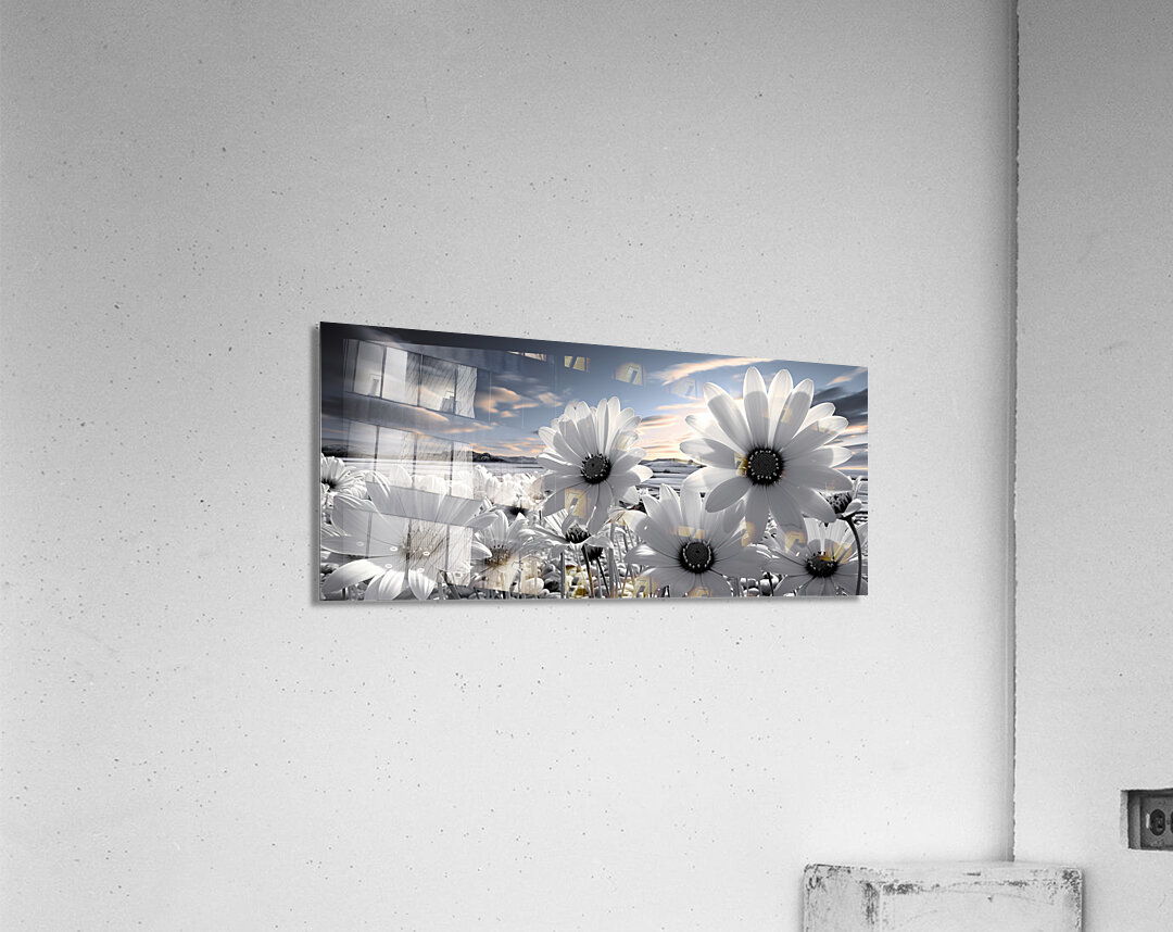 Silent Harmony – Black & White Garden Daisy Art Print Acrylic Print
