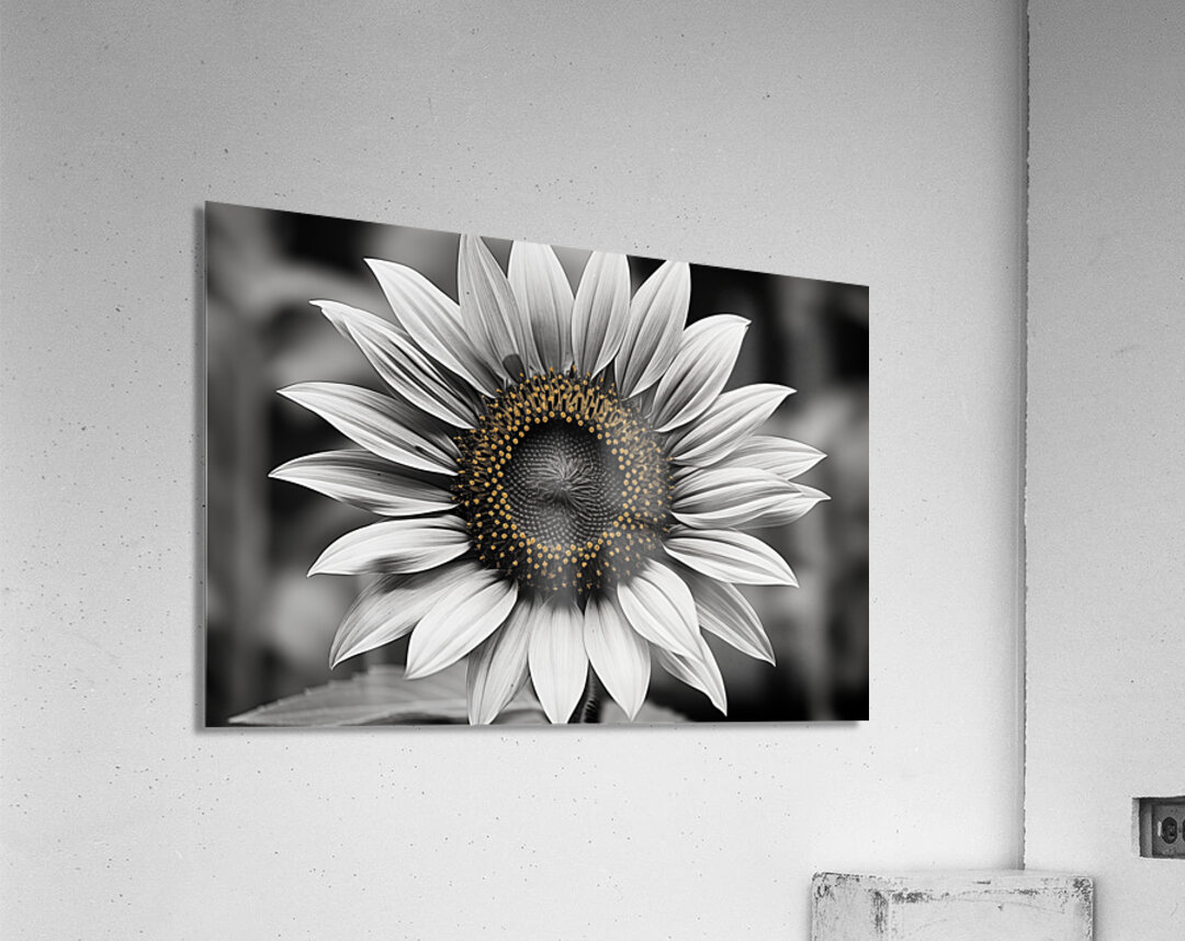 Flawless – Black & White Sunflower Art Print Acrylic Print
