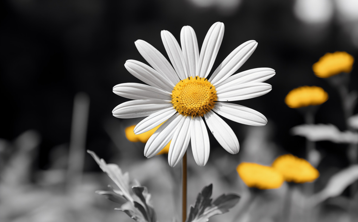 Impression de cadre personnalisé