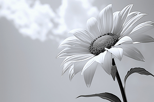 Helianthus Debilis - Botanical Sunflower Study Art Prints