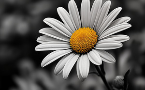 Serendipitous – Dew-Kissed Daisy Monochrome Art Print