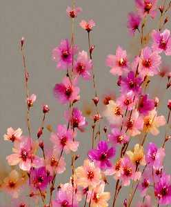 Eveil Des Petales - Awakening Of Petals - Modern Floral Art Prints