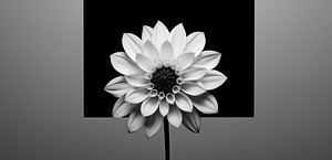 Solo - Minimal Floral Art Prints