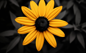 Lone Glow – Yellow Sunflower on Black Print