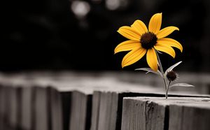 Defiant Bloom – Yellow Flower on Fence Print