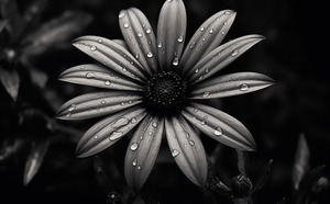 Ashlight Bloom – Monochrome Petal Elegy Print