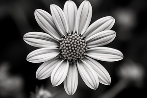 Fields of Memory – Black and White Sunflower Portrait