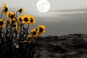 Harvest Moon – Golden Sunflowers by Moonlight Print