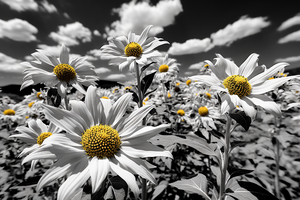 Whispers of Light – Monochrome Daisy Field Print