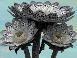 Lace Petal Trio – Modern Lotus Bloom Art Print
