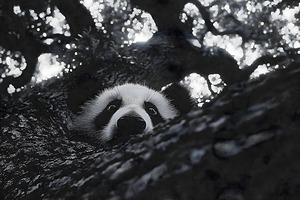 Peek-A-Boo – Panda Portrait Print