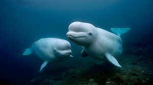 Blue Silence – Belugas in Still Water Print