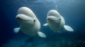 Arctic Companions – Beluga Whales Print