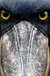 Prehistoric Stare – Present Day Shoebill Print
