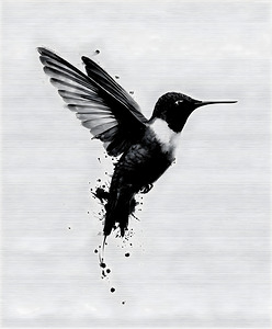Inkflight – Monochrome Hummingbird Print
