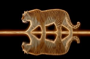 Golden Monarch – Tiger Reflection Print