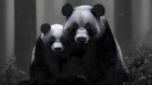 Stealth Mode - Bear Portrait Art Prints