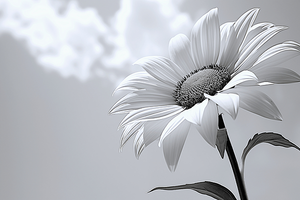 Helianthus Debilis - Botanical Sunflower Study Art Prints Print