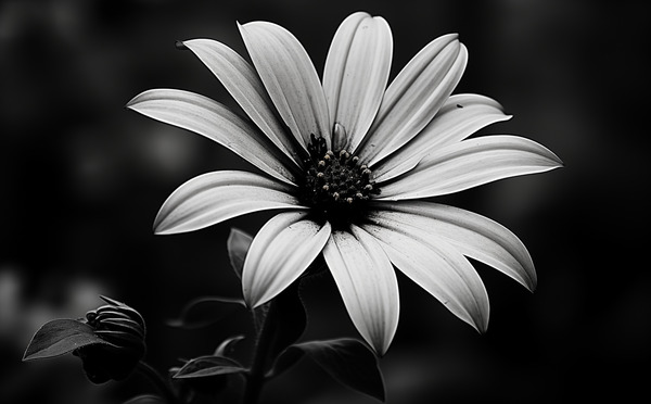 Twilight Petals – Black and White Floral Portrait Print