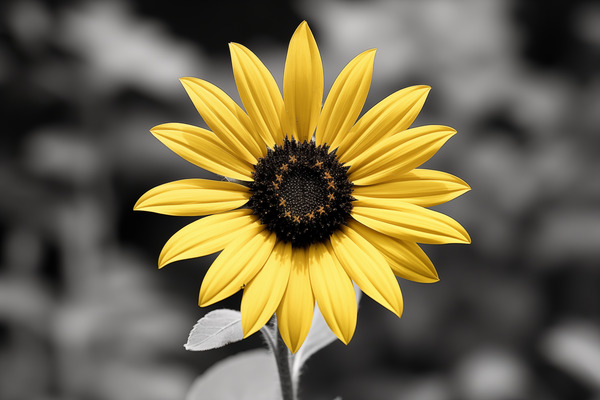 Golden Solitude – Single Yellow Daisy Print Print