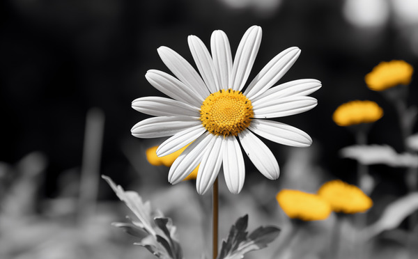 Light & Form – Black and White Daisy Print Print