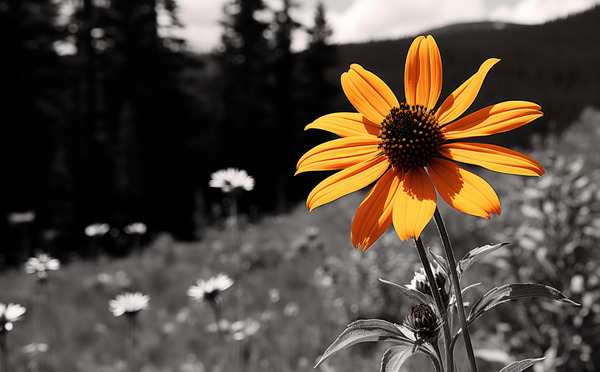 Wild Solitude – Orange Flower in Mountain Meadow Print Print