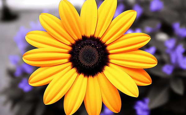 Golden Spirit – Yellow Bloom with Violet Shadows Print